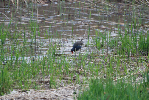 Galinella d'acqua