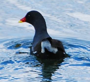 Gallinella d'acqua