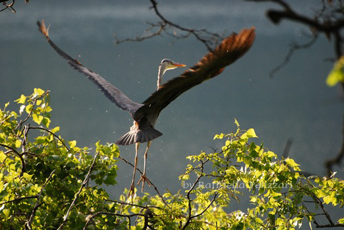 Airone cinerino