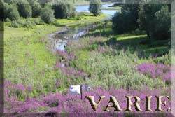 Varie